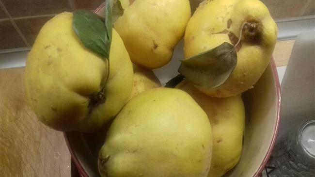 Κυδώνι: Γνωρίστε την διατροφική του αξία!