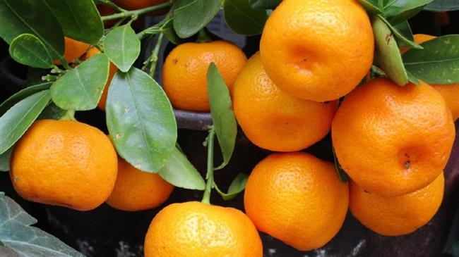 Incofruit Hellas: Πιο δύσκολες και πιο δαπανηρές οι εξαγωγές φρούτων και λαχανικών στο ΗΒ