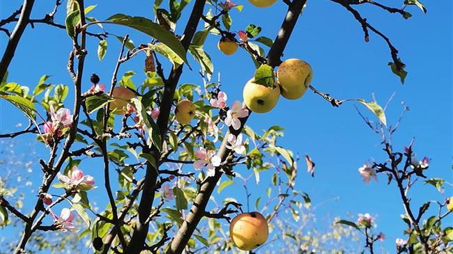Άνθισαν οι “άγριες” μηλιές μέσα στο φθινόπωρο στις Σέρρες