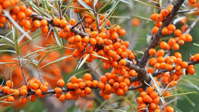 Φλώρινα: Στο «περίμενε» για αποζημίωση του προανθικού οι αγρότες για δύο χρόνια