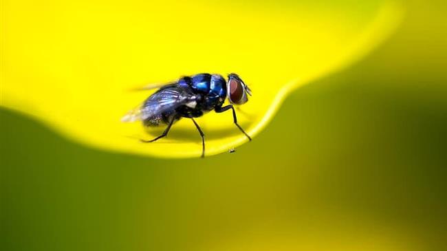 Έρευνα των επιστημόνων για τη μύγα των φρούτων