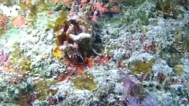 Εντοπίστηκαν νέα είδη ψαριών και θαλάσσιων οργανισμών στον Ινδικό [vid]