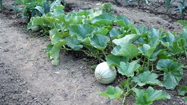 Κατατέθηκε αίτημα για την καταβολή αποζημιώσεων στους παραγωγούς πεπονιού