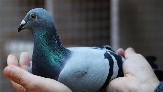 Δημοπρασίες: Παγκόσμιο ρεκόρ πώλησης με 1,6 εκ. ευρώ για ένα αγωνιστικό περιστέρι