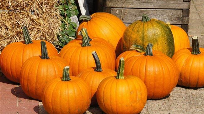 Κολοκύθα – γίγας