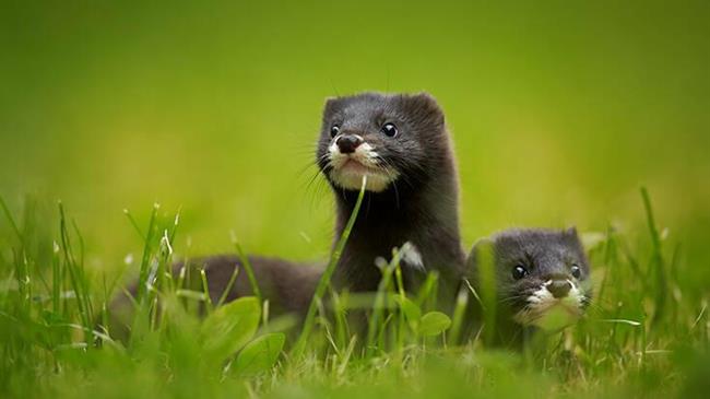 Γαλλία: Εκτροφείο βιζόν μολύνθηκε από κορονοϊό