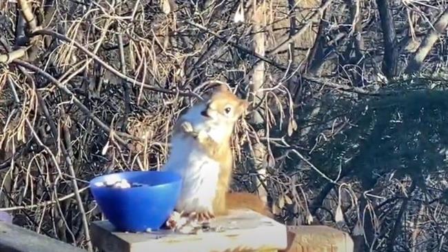 Σκίουρος μέθυσε τρώγοντας αχλάδια! [vid]