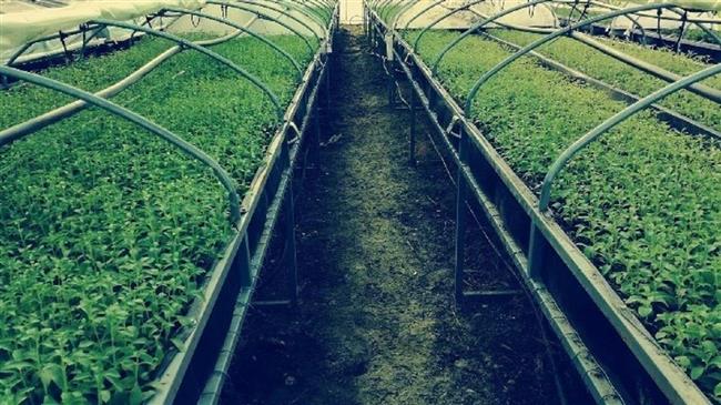 Κομοτηνή: Στον δήμο Αρριανών του νομού Ροδόπης, ο πρώτος επί ελληνικού εδάφους συνεταιρισμός παραγωγών στέβιας