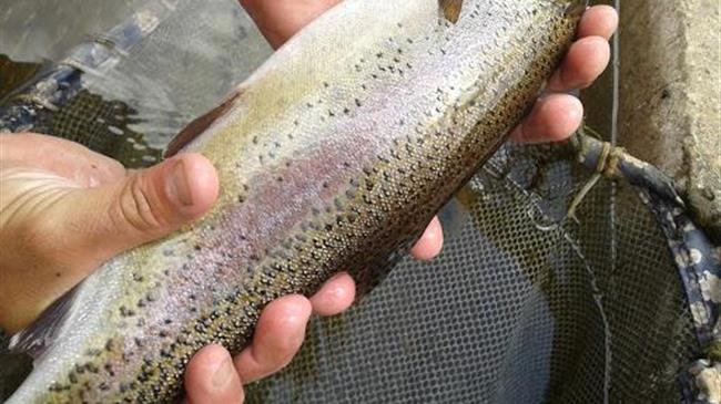 Απαγόρευση αλιείας πέστροφας