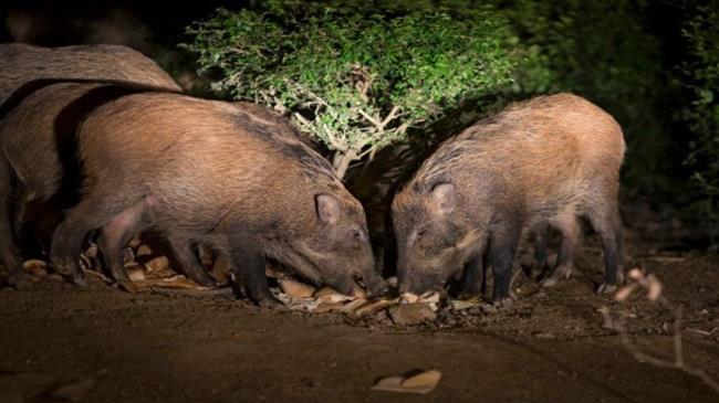 Κυνηγοί χάρισαν 300 κιλά κρέας αγριογούρουνων σε συσσίτια, άπορους και πολύτεκνους στο Κιλκίς
