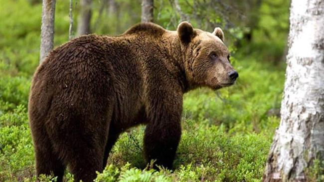 Ο Μίτκο αναρρώνει στον ΑΡΚΤΟΥΡΟ