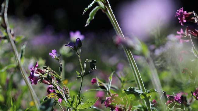 Η βιοποικιλότητα είναι η ασφάλεια ζωής μας