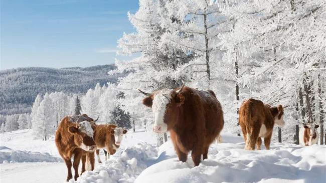 Στηθόδεσμο έβαλαν στις αγελάδες στο πιο κρύο χωριό του κόσμου
