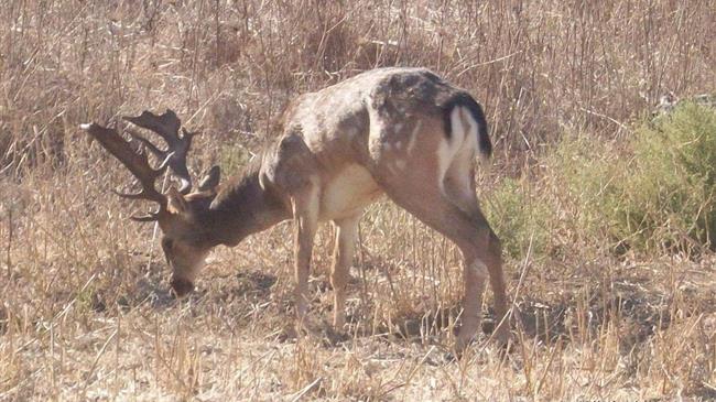 Η απειλή του COVID-19 σε άγρια ζώα