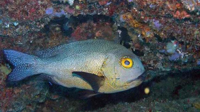 Δυτική Αυστραλία: Ανακαλύφθηκε το πιο γέρικο τροπικό ψάρι του κόσμου – Έζησε το B΄Παγκόσμιο Πόλεμο