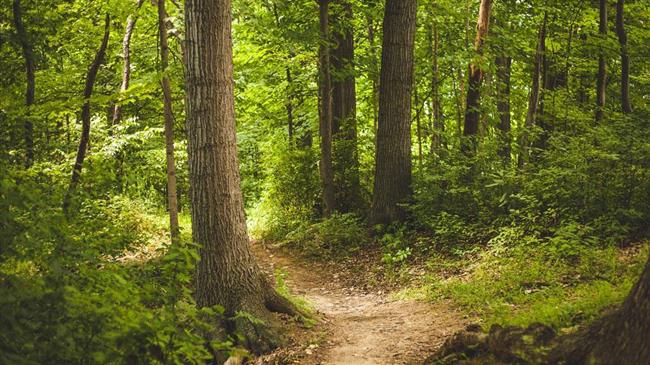 Κίνητρα για να έχουμε μονίμως σημαντικούς πόρους για την πρόληψη και τον καθαρισμό των δασών