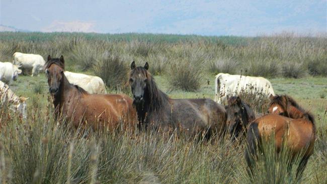 Δέλτα Έβρου: Αίτημα αποζημίωσης για τις καταστροφές που προκαλούν σε καλλιέργειες τα άγρια άλογα