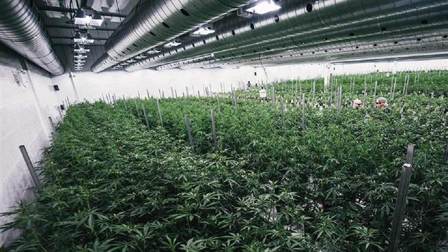 Έρευνα για να επιβεβαιωθεί η αντικαρκινική δράση της κάνναβης