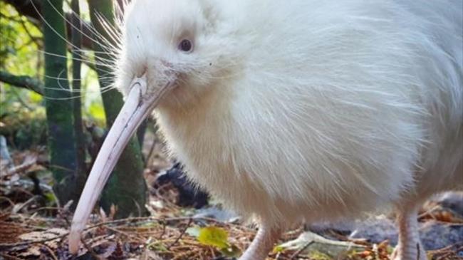 Πέθανε το σπάνιο λευκό κίουι
