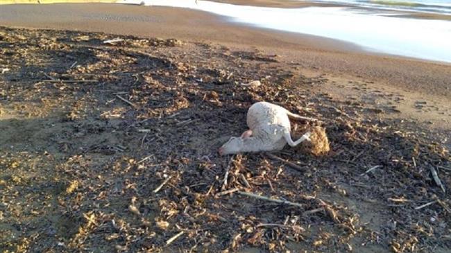 Ηλεία: Ενδείξεις ότι προέρχονταν από τη Γαλλία τα νεκρά πρόβατα που έβγαλε η θάλασσα σε παραλίες