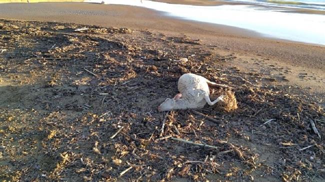 Νεκρά πρόβατα έβγαλε η θάλασσα σε δύο περιοχές