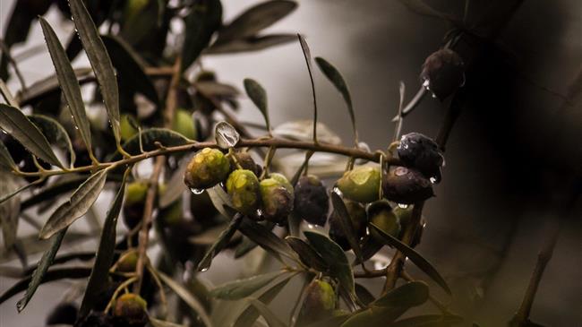 Πάνω από 160.000 τόνους η παραγωγή πράσινης ελιάς το 2022 στην Χαλκιδική