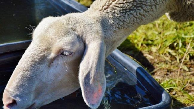 Χ. Μπιλλίνης: Ανοικτό το ενδεχόμενο εμβολιασμού αλλά ως τελευταία λύση