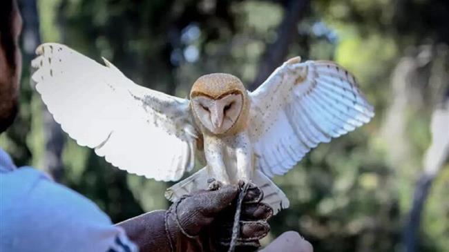 Εξοντώστε τα ποντίκια με την Tυτώ και όχι με χημικά