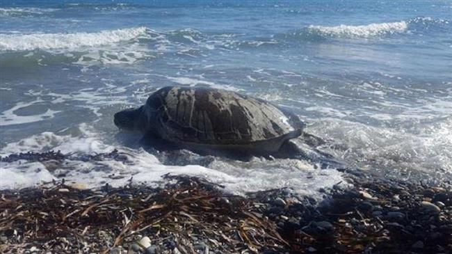 Αμυράς: Στον νέο Κόκκινο Κατάλογο 17.000 είδη ζώων και φυτών της Ελλάδας