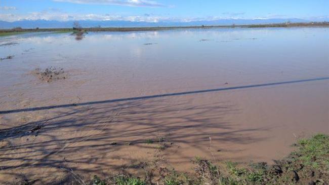 Αποζημιώσεις στο προανθικό στάδιο