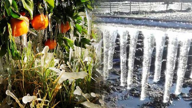 Την Πέμπτη πληρώνει ο ΕΛΓΑ 71 εκατ. € για τον «παγετό Άνοιξη ‘21»