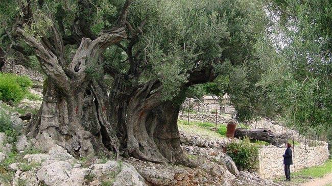Το ελληνικό βιοαπόθεμα... σκορπίζει στα πέρατα του κόσμου χωρίς αντίτιμο
