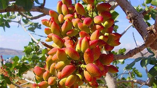 Ποια είναι η σημερινή Κατάσταση στην ΕΕ με τις εισαγωγές και εξαγωγές ξηρών καρπών