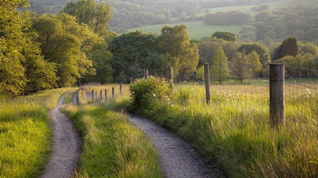 Οι Περιφρονημένοι Φυτοφράχτες της Ελληνικής Υπαίθρου