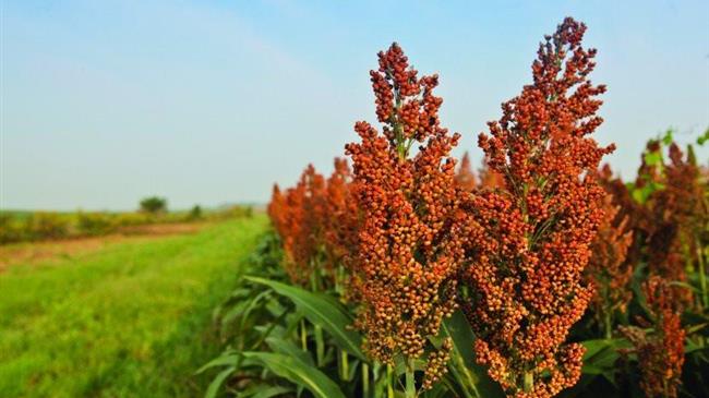 Σόργο: Ένα φυτό από τα περιφρονημένα