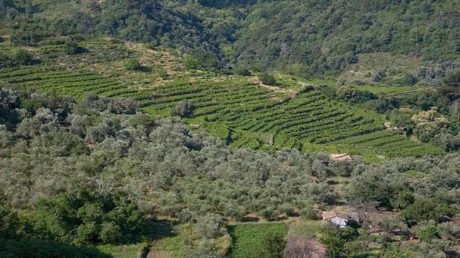 Ομοσπονδία Αγροτικών Συλλόγων Λέσβου: Για τους δασικούς χάρτες