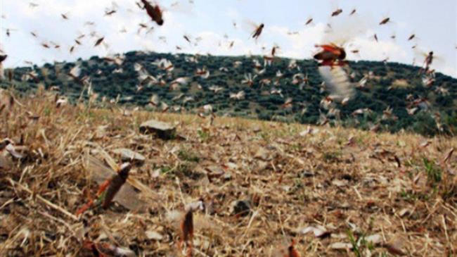 East Africa's locust "air force" could be grounded, as another wave of the scourge takes flight