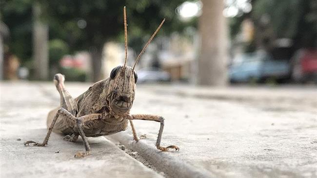 ΕΕ: Τα πρώτα έντομα ενδέχεται να προσγειωθούν στα πιάτα μας μέχρι τα μέσα του 2021