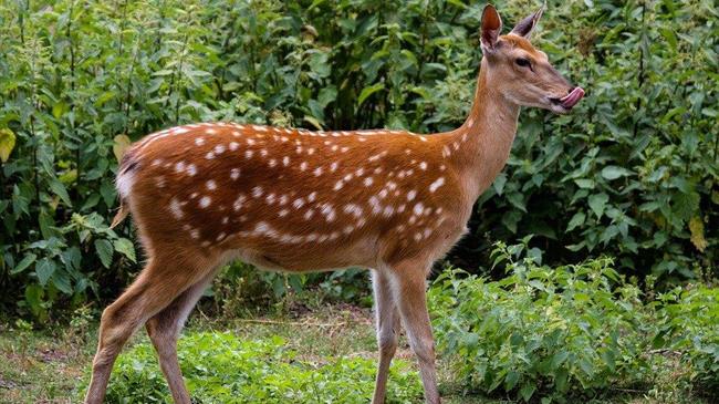Την παρέμβαση του πρωθυπουργού ζητούν για τα ελάφια οι αγρότες της Νότιας Ρόδου