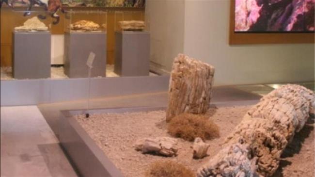 Μυτιλήνη: «Έρχεται» ένα νέο ανοικτό υπαίθριο μουσείο απολιθωμάτων εντός του 2021