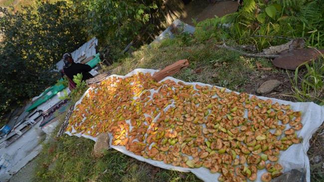 «Ecovariety»: Διασώζοντας μηλιές και αχλαδιές με ξεχασμένα αρώματα και γεύσεις!