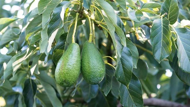 Σκάει η φούσκα του αβοκάντο; Η άνοδος του «πράσινου χρυσού» από τους Ίνκας ως το Instagram