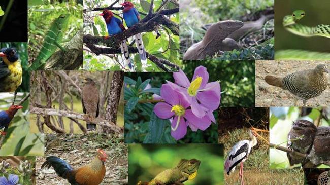 Αμείωτος ο ρυθμός απώλειας της βιοποικιλότητας