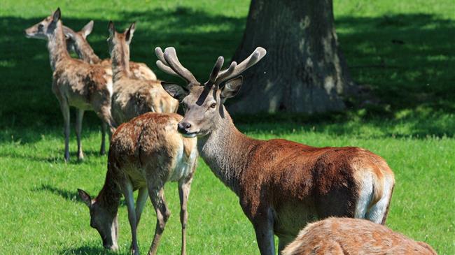 Eradication of Peste des petits ruminants disease in sight