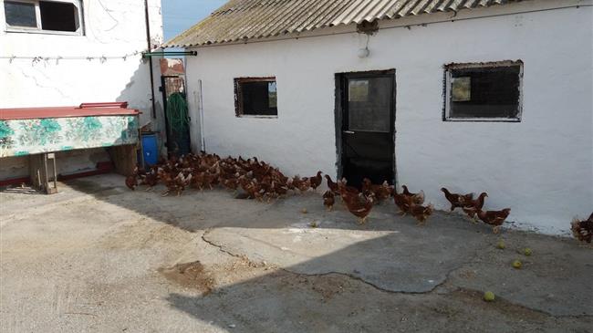 Πτηνοτροφική μονάδα στην Πρώτη Σερρών παράγει αβγά με ...φασκόμηλο