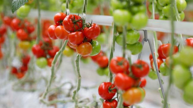 Η καλλιέργεια της τομάτας στο θερμοκήπιο