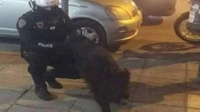 Θεσσαλονίκη: Αγριογούρουνο έκοβε βόλτες στην Τούμπα