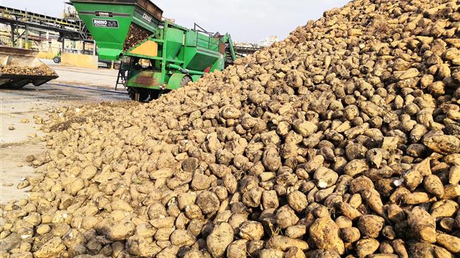 Γαλλία: Η παραγωγή ζαχαρότευτλων θα αυξηθεί κατά σχεδόν 8%