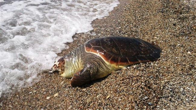 Δήμος Αβδήρων: Νεκρή χελώνα καρέτα -καρέτα