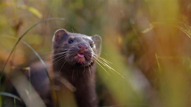 Εκτροφή γουνοφόρων: Πήραν ΦΕΚ οι ενισχύσεις για το 2022
